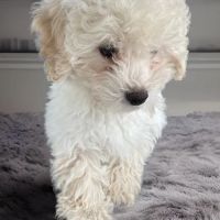 Paw Time Puppies ico