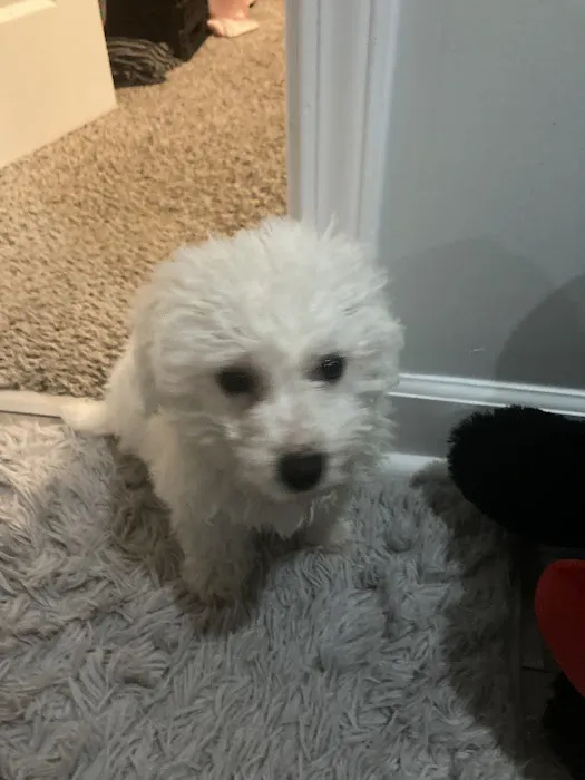 Paw Time Puppies Picture 2