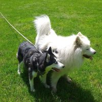 Tri-Town Animal Hospital ico