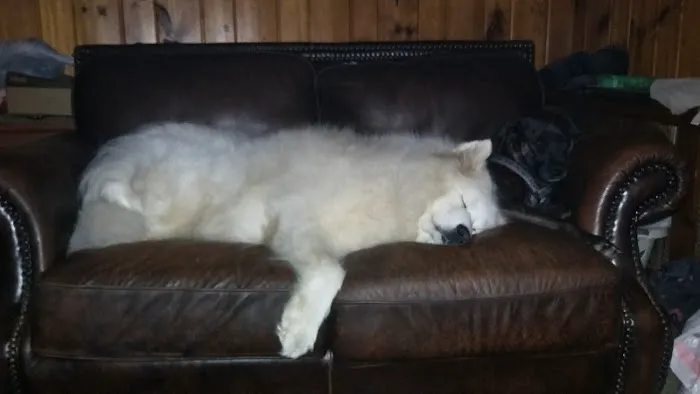 Tri-Town Animal Hospital Picture 2