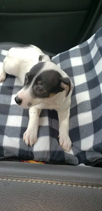 Hug-A-Pup Picture 8