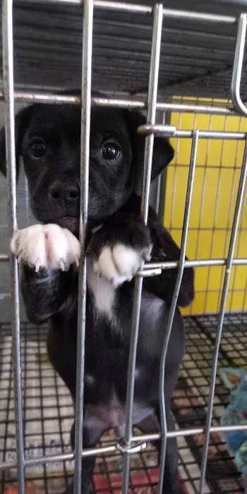 Hug-A-Pup Picture 4