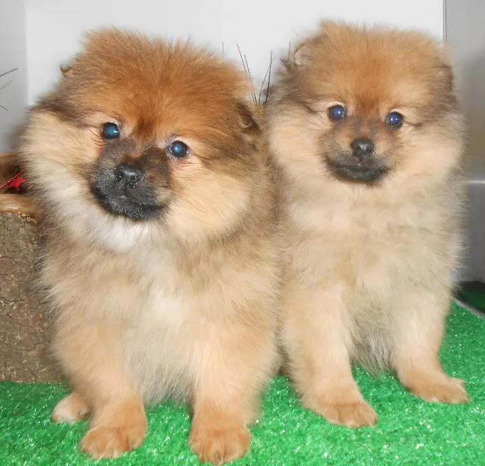 Hug-A-Pup Picture 1
