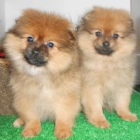 Hug-A-Pup ico
