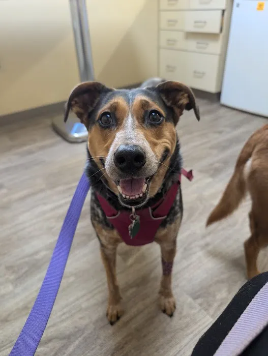 Tolland Veterinary Hospital Picture 6