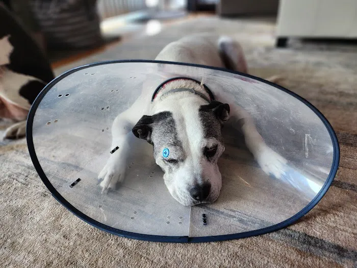 Tolland Veterinary Hospital Picture 9