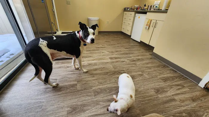 Tolland Veterinary Hospital Picture 4