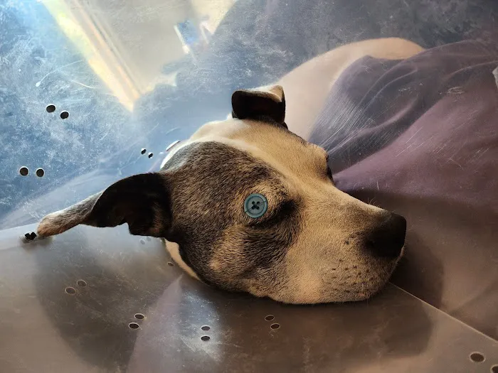 Tolland Veterinary Hospital Picture 2