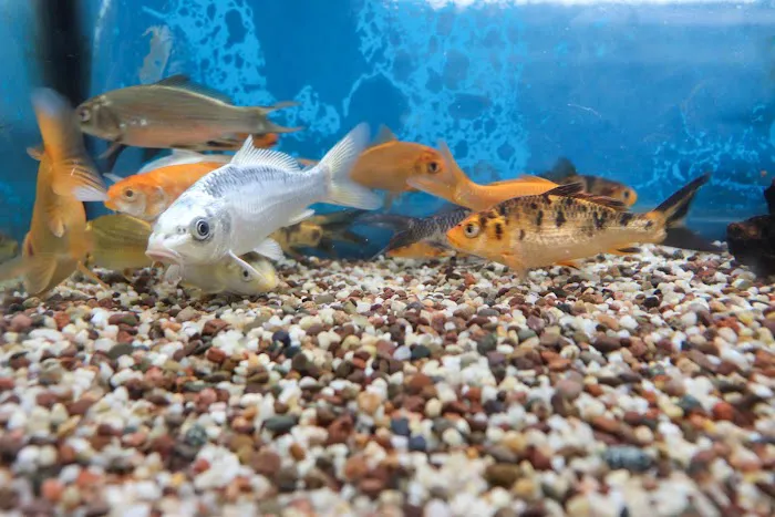 Reptile Emporium & Aquatic Center Picture 5