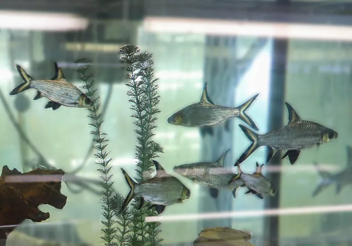 Reptile Emporium & Aquatic Center Picture 10