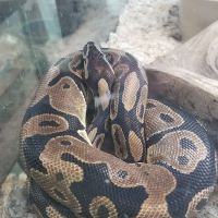 Reptile Emporium & Aquatic Center ico