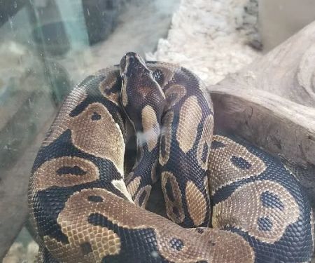 Reptile Emporium & Aquatic Center