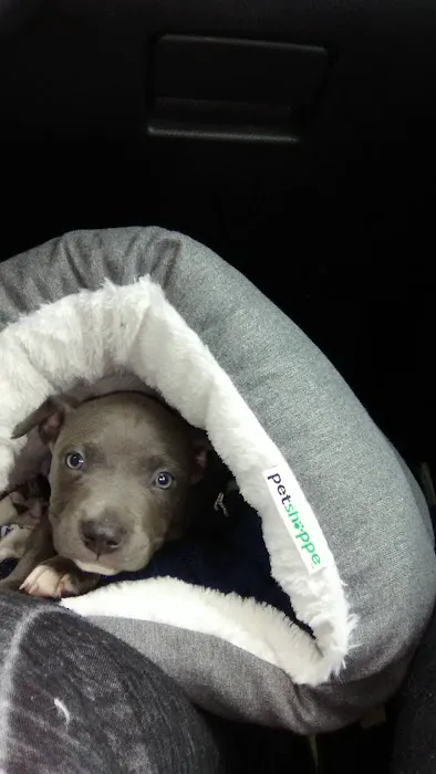 Petco Picture 5