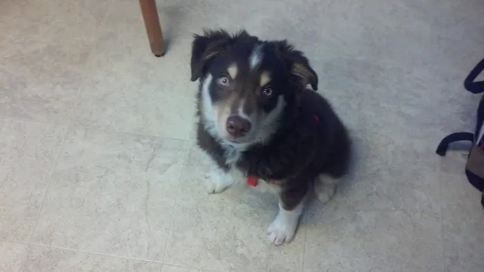 Pet House Calls Veterinary Clinic Picture 1