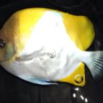 Rob's Aquatics