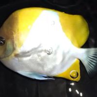 Rob's Aquatics ico