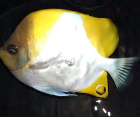 Rob's Aquatics