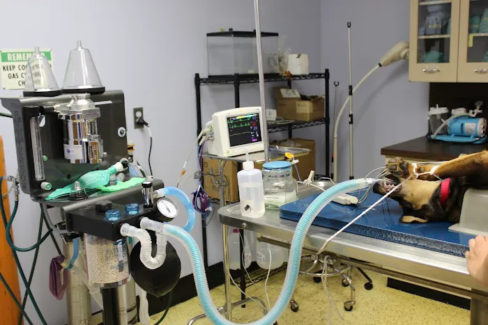 Westfield Animal Clinic Picture 5