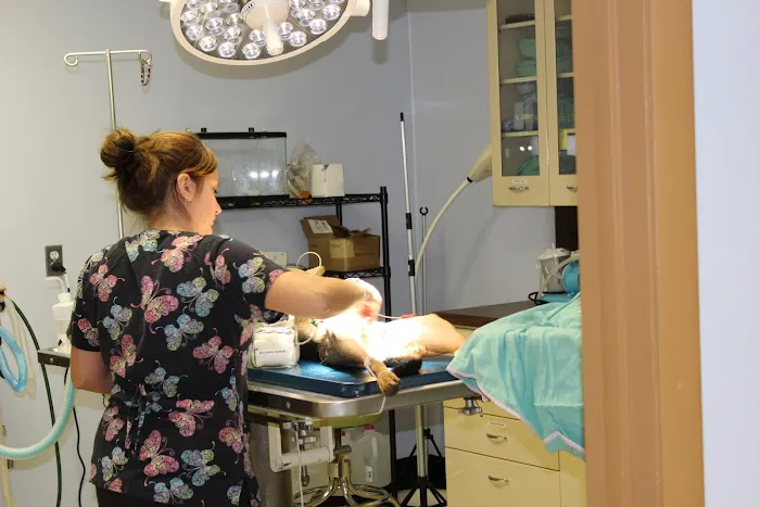 Westfield Animal Clinic Picture 6