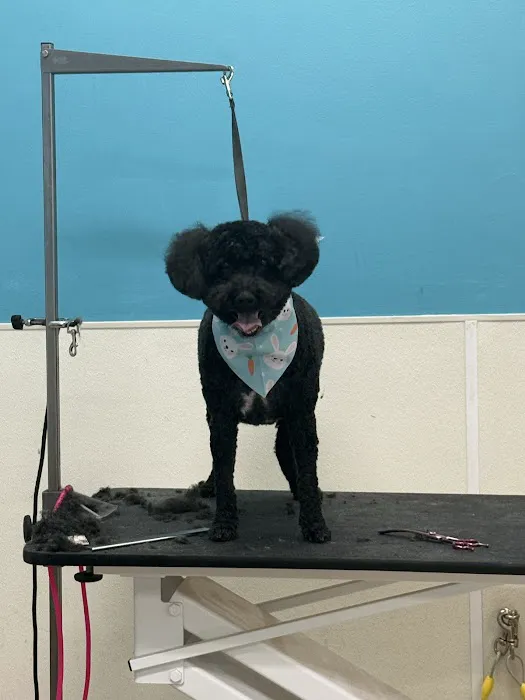 Petco Picture 2
