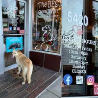 Pet Wants Chicago North ico