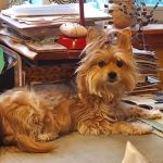 Mass Veterinary Services Inc