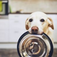 Pet Wants in Elmhurst ico