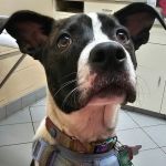 West Springfield Veterinary Clinic