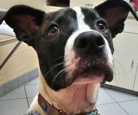 West Springfield Veterinary Clinic