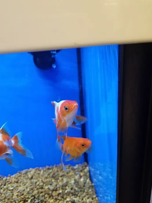 Petco Picture 7