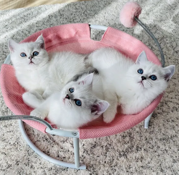 Scottish Kingdom Cats Picture 3