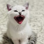 Scottish Kingdom Cats