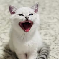 Scottish Kingdom Cats ico