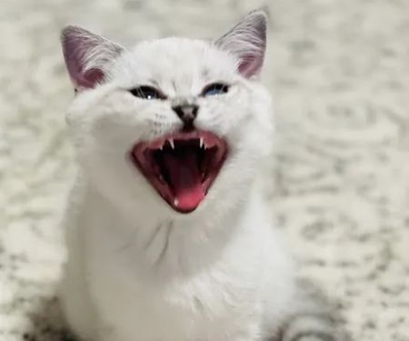 Scottish Kingdom Cats