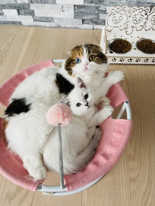 Scottish Kingdom Cats Picture 9