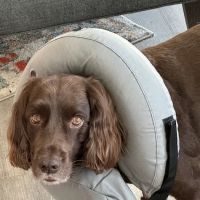 Veterinary Emergency & Specialty Hospital (VESH) ico