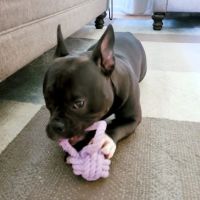 Greenly Paws ico