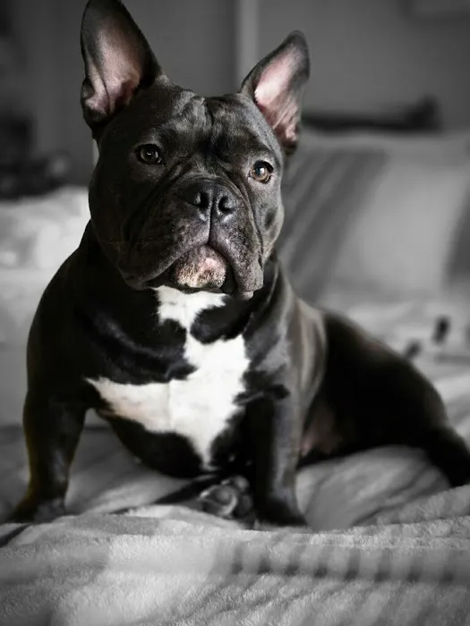Greenly Paws Picture 3