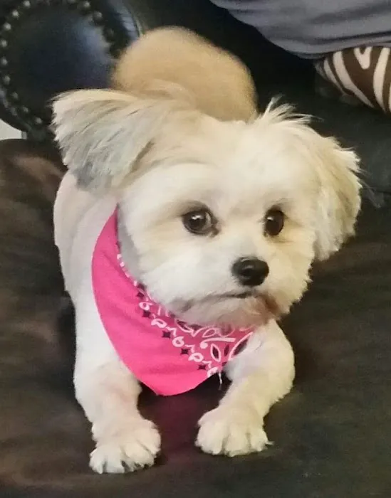 Second Chance Community Veterinary Hospital Picture 5