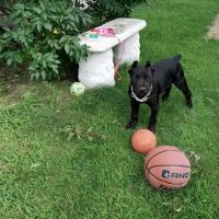Second Chance Community Veterinary Hospital ico