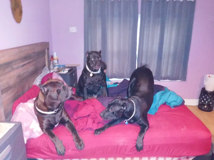Second Chance Community Veterinary Hospital Picture 2