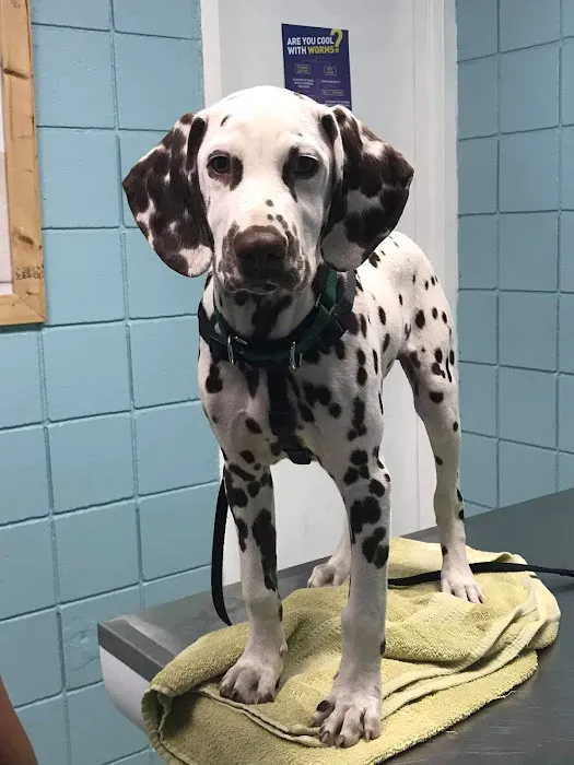 Second Chance Community Veterinary Hospital Picture 4