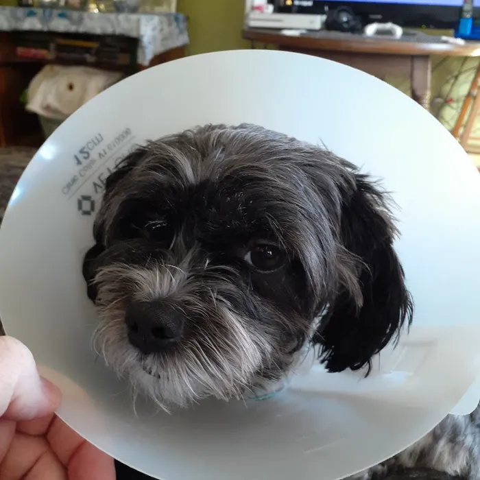 Second Chance Community Veterinary Hospital Picture 6