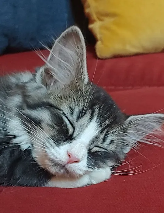 Second Chance Community Veterinary Hospital Picture 10