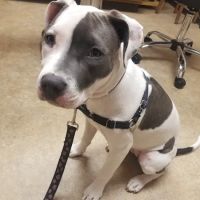 Spruce Hill Veterinary Clinic ico