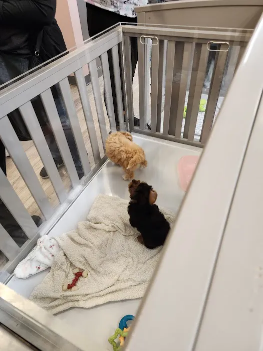 Furry Babies - Lombard Picture 7