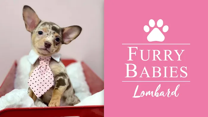 Furry Babies - Lombard Picture 8