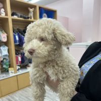 Furry Babies - Lombard ico