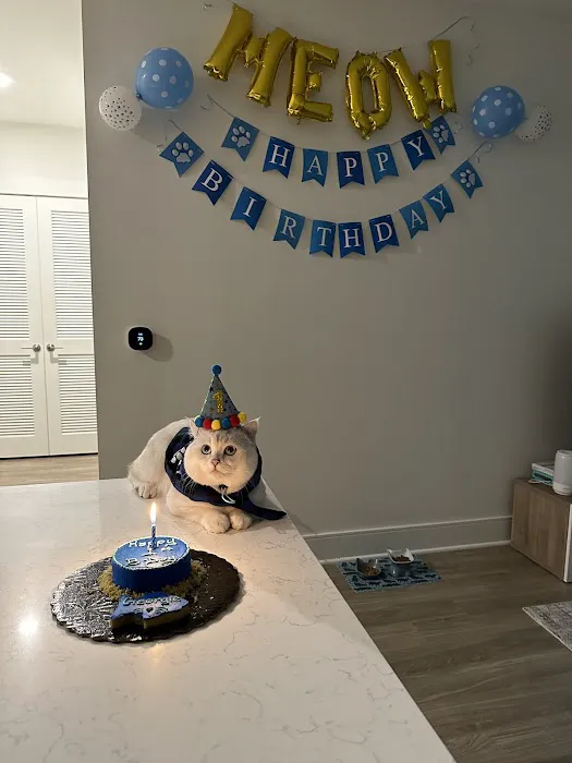 It's So Fluffy Pet Bakery Picture 3