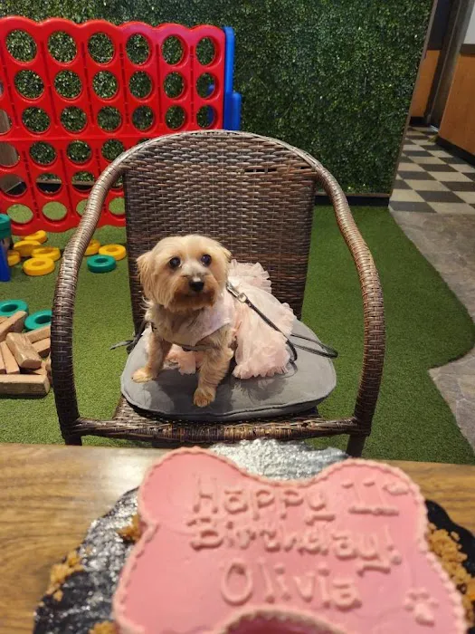 It's So Fluffy Pet Bakery Picture 2
